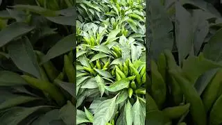 cabai dompol mahkota super pedas #cabai #pertanian #petanicabai #shortvideo