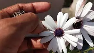 Care of Dimorphotheca Plant