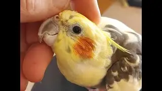 Cockatiel pamper time!