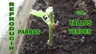 REPRODUCIR PARRAS por ESQUEJES o TALLOS VERDES