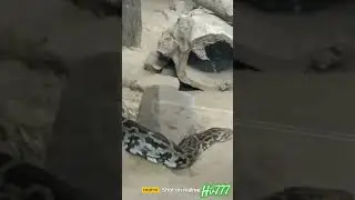 Indian Rock Python #hypervlogs #nature #hypercity #traveldiaries #vlogs #travelvideos #vlogsvideo