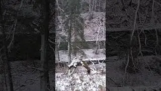 Lost Place - Ehemalige Bahnstrecke zwischen Hillesheim und Birgel - Vulkaneifel Januar 2026