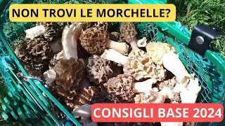 come trovare le MORCHELLE, consigli utili   aprile 2024