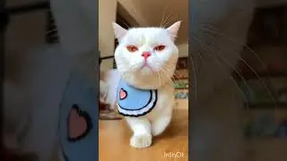 Modelling Cat🥰 #cartoon #catdance #model #modeling #modelingcat #cutecat