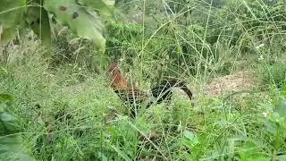 Wherever there's a rooster crowing, I'll be there to trap wild chickens.12/21/2025