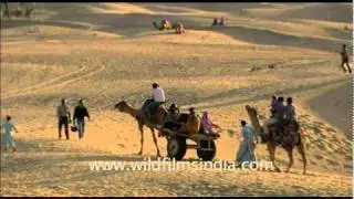 Camel safari in Desert National Park, Rajasthan