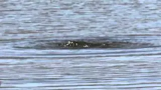 Coot Diving