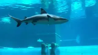Dubai&rsquo;s BEST waterpark.. Atlantis Aquaventure