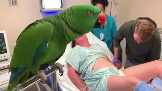 Parrot's Hilarious Birth Room Takeover Goes Completely Insane | Parrot In Hospital