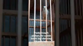 Kenari betina birahi,paska nyapeh. #kenari3in1 #burung  #kenarijambul