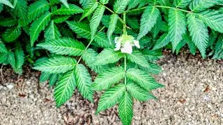 Rubus illecebrosus - the Strawberry Raspberry (without tasting)