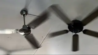Westinghouse Industrial 56&rdquo; and Westinghouse Contractor&rsquo;s Choice Ceiling Fans at an Ice Cream Shop