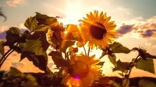 BELLE NATURE Et Douce Musique 💦 Ruisseau Oiseaux Fleurs Champs &ndash; &Eacute;tude R&ecirc;verie Sommeil &ndash; 100% RELAX
