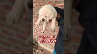 not for cheap price# Lebra dog puppy# available🐶