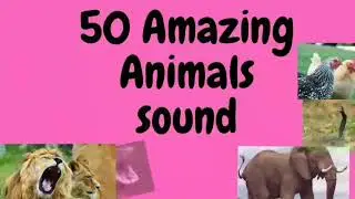 #africa_wild_animals #naturalfountain  #Amazing_animals sounds. #Astel_Master #Google #Indiantiger