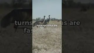 Australia vs. Emus: The War We Don&rsquo;t Talk About