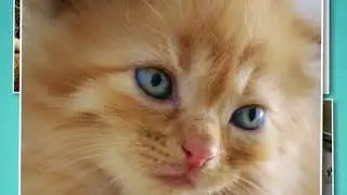 #MeowMonday