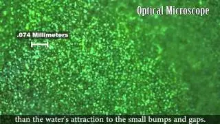Zoom Into a Lotus Leaf (Narrated)
