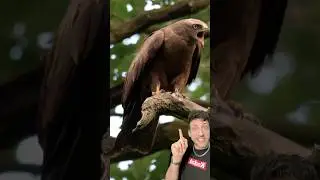Черный коршун охотится с огнем