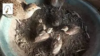 Cute Baby Best Gray Francolin,Teetar Birds Grey Francolin chicks