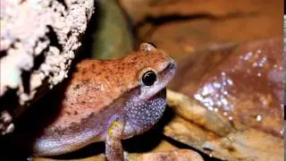 Litoria rubella Calling ( Desert Tree Frog )