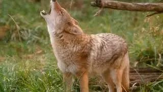 Blues Garden - Coyote