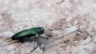 Agrilus viridis - Jewel Beetle / Prachtk&auml;fer