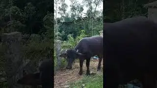 funny😂 #bull #cow #animals #funcartoon #entertainment
