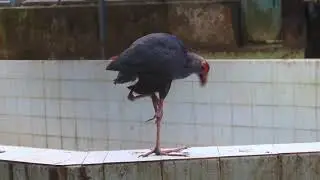 She is always standing on One Leg - May be sick left leg || Purple Swamphen