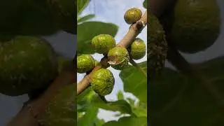 Awar awar , Daun awar awar , buah awar awar , ficus septica #awarawar #ficusplant #ficusseptica 
