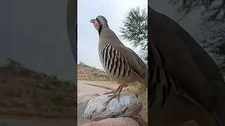 Female chakor voice #chakorvoice #birdsvoice #partridgevoice