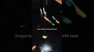 My New Varaity| Topaz Blue Guppy| With Ribbon| breeding| @Tirupur Guppy Fish Keeping GFK tamil