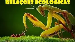 Relações ecológicas