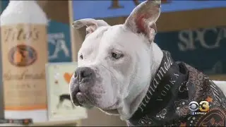 Annual Bark & Wine Event Goes Virtual
