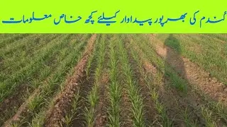 30 Days Wheat Crop | Best Foliar Spray For Fast Growth