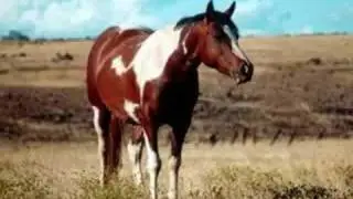 Horse Pictures!