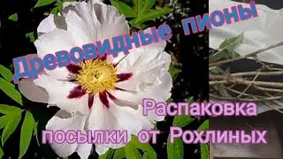 Древовидные пионы от Рохлиных. Распаковка посылки-2025.