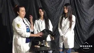 Semiologia do sistema reprodutor masculino e feminino