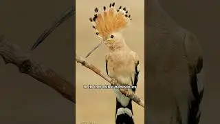 The Quirky and Colorful: Unveiling the Hoopoe Bird Mystery #bird #shorts