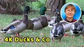 4K Ducks and Co