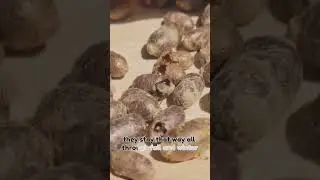 Mason Bee Life Cycle Explained in 60 Seconds!
