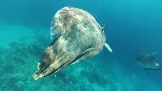 Рыба &ndash; Наполеон  в бухте Sharks bay. The Napoleon fish. Red sea. Egypt. Великолепный подводный мир