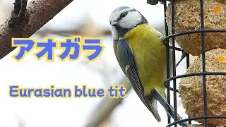アオガラ