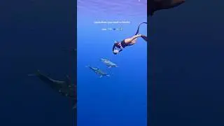 Experiences over money 🐬🌊🧜&zwj;♀️✨#hawaii #freediving #marinelife #ocean #dji #dolphins