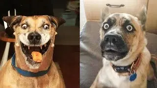🐶😂 Очаровательные собачьи неудачи: самые смешные моменты, запечатленные на камеру! 🐶😂