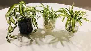 Spider Plants (Chlorophytum Comosum) In Water Culture & Semi Hydro