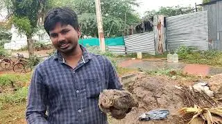 quail kfc fry & kaadai 65 fry | Gramathu samayal