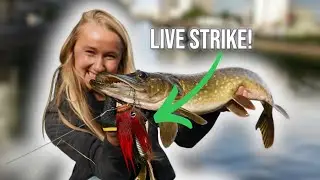 Live strike on the Mustache Mouse when fishing for Pike - Charlie's Fishing Adventures