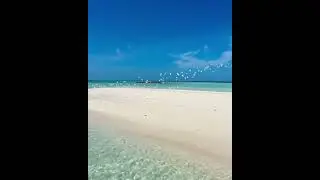 beautiful birds in Maldives#shorts #asmr #maldives #birdsounds