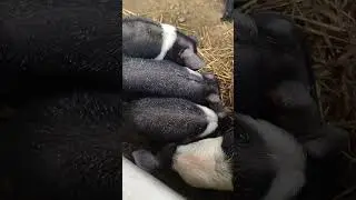 Farming 🙋&zwj;♂️#pig #piglet #pigs #farmanimals #farming #farmer #farmslife #farm #piggy #shorts #viral